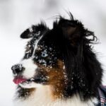 Will Your Pet Survive Winter’s Ice and Snow?