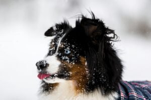 Read more about the article Will Your Pet Survive Winter’s Ice and Snow?