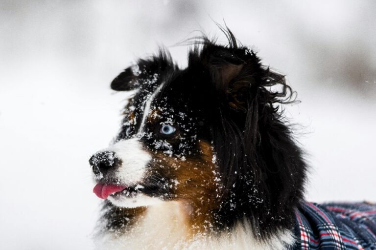 pets enjoy snow too